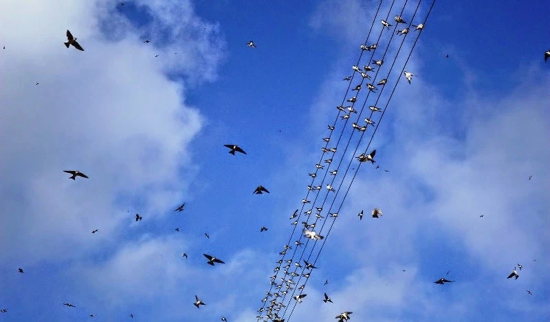 Κύπρος: Μοναδικές εικόνες από χιλιάδες χελιδόνια (βίντεο)